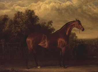 "Tárgyaló" egy Bay Colt egy erdős tájon