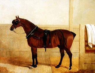 Díj Shire Horse a hámban