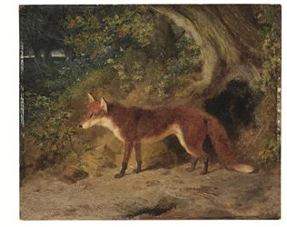 A vörös róka