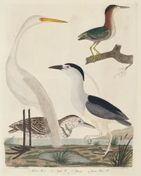 Green Heron, Night Heron, Young Heron és Great White Heron, megjelent 1808-1814.