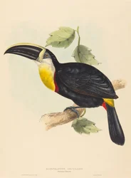 A tukán csókolja meg Ramphastost, csókolja meg. Alkotók: John Gould, Elizabeth Gould.