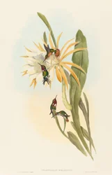 Calothorax heliodori. Alkotók: John Gould, Henry Constantine Richter.