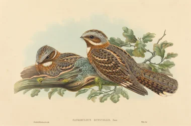 Caprimulgus Ruficollis. Alkotók: John Gould, Henry Constantine Richter.