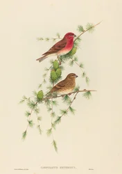 Carpodacus erythrinus rózsapinty. Alkotók: John Gould, Henry Constantine Richter.
