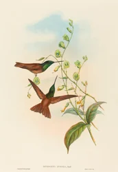 Diphogena aurora Gould szivárványa. Alkotók: John Gould, Henry Constantine Richter.