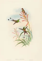 Discura longicauda Racket-Tail. Alkotók: John Gould, Henry Constantine Richter.