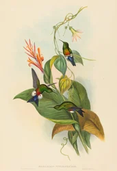 Eriocnemis cupreiventris Rézszellőző Puff-Leg. Alkotók: John Gould, Henry Constantine Richter.