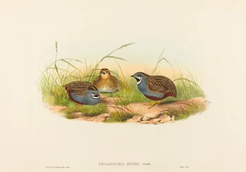 Excalftoria minima Kékmellű fürj. Alkotók: John Gould, Henry Constantine Richter.