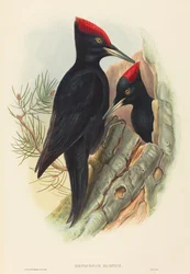Nagy fekete harkály Dryocopus martius. Alkotók: John Gould, Henry Constantine Richter.