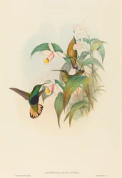 Lafresnaya flavicaudata Buff-tailed Velvet-mell. Alkotók: John Gould, Henry Constantine Richter.
