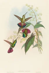 Lampornis prevosti. Alkotók: John Gould, Henry Constantine Richter.