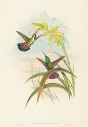 Lampornis veraguensis Veraguan Mango. Alkotók: John Gould, Henry Constantine Richter.