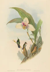 Myiabeillia typica Abeille