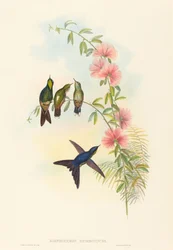 Ramphomicron microrhyncha Kiscsőrű töviscsőrű. Alkotók: John Gould, Henry Constantine Richter.