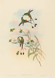 Spathura peruana, perui ütősfarkú kolibri. Alkotók: John Gould, Henry Constantine Richter.
