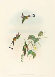 Spathura rufocaligata, vörös csizmás ütősfarkú kolibri. Alkotók: John Gould, Henry Constantine Richter.