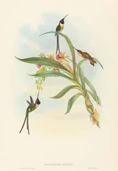 Tharmastura enicura Slender Shear-Tail. Alkotók: John Gould, Henry Constantine Richter.