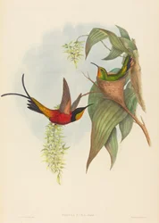 Topaza pira Tündér Topáz. Alkotók: John Gould, Henry Constantine Richter.