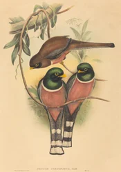 Trogan personatus, valószínűleg 18361838. Alkotók: John Gould, Henry Constantine Richter.