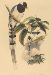 Urocissa cucullata, valószínűleg 18501883. Alkotók: John Gould, Henry Constantine Richter.