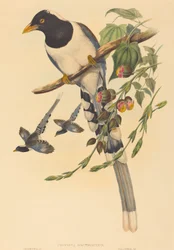 Urocissa magnirostris, valószínűleg 18501883. Alkotók: John Gould, Henry Constantine Richter.