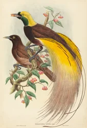 Paradicsommadár Paradisea apoda, megjelent 1875-1888. Alkotók: John Gould, William Matthew Hart.