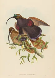 Drepanornis albertisi, fekete csőrű sarlóparadicsommadár. Alkotók: John Gould, William Matthew Hart.