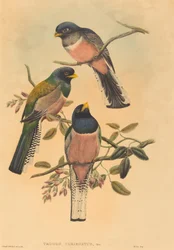 Trogan variegatus, valószínűleg 18361838. Alkotók: John Gould, William Matthew Hart.