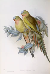 Alexandra papagájja (Polytelis alexandrae), John Gould metszete