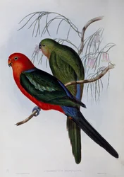 Papagáj ausztrál király (Alisterus scapularis), John Gould (1804-1881) és Henry Constantine Richter (1821-1902) metszete. Egyesült Királyság