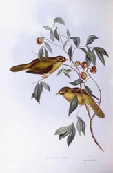 Harangbányász (Manorina melanophrys), John Gould metszete