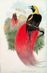 Paradicsommadár, T. Walter metszete