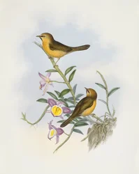 Fekete állú gügyög (Stachyris pyrrhops), John Gould metszete
