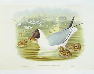 Feketefejű sirály (Larus ridibundus), metszet: John Gould, William Hart, H C Richter