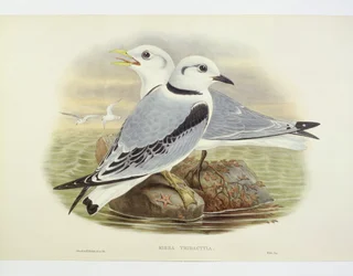 Feketelábú cica (Rissa tridactyla), metszet: John Gould, William Hart, H C Richte