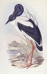 Feketenyakú gólya (Ephippiorhynchus asiaticus), John Gould metszete