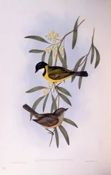 Feketefarkú fütyülőmadár (Pachycephala melanura), John Gould metszete