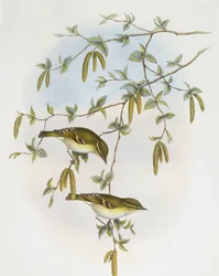Blyth-féle levélcincér (Phylloscopus reguloides), John Gould metszet