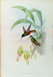 Bonaparte csillagfrontos kolibri (színes litó)