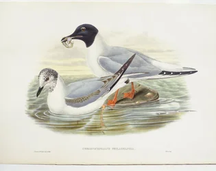 Bonaparte sirály (Larus philadelphia), illusztráció