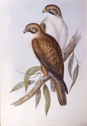 Barna sólyom (Falco berigora occidentalis), John Gould metszete