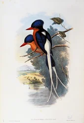 Buffeasted Paradise-kingfisher (Tanysiptera sylvia)