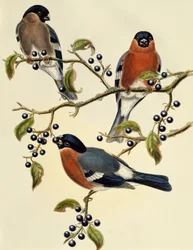 Süvöltő (Pyrrhula pyrrhula), John Gould (1804-1881) metszete. Egyesült Királyság