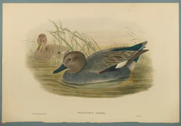 Chaulelasmus Strepera: Gadwell Ducks (színes lito szőtt papíron)