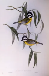 Tajtékos sriketit (Falcunculus frontatus), John Gould metszete