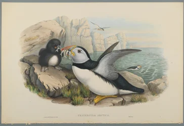 Fratercula Arctica: Puffin (színes lito szőtt papíron)