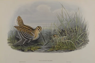Gallinago Major – Nagy szalonka