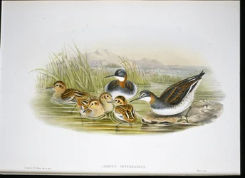 Fényes Ibis (Falcinellus Igneus) (kézzel színezett litho)