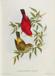 Haematospiza Sipahi, illusztráció John Gould „Ázsia madarai” című művéből, I. kötet, I-VI. rész, 1850-54