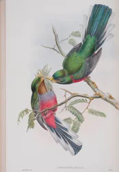 Hapaloderma Narina, tábla a John Gould által 1862-73-ban kiadott The Birds of Great Britain (kézi színes litográfia) című kötetből.